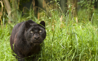 Black panther tall grass forest - a forest area free wallpaper