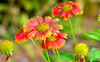 Red yellow flowers field summer - summer vibrancy free wallpaper