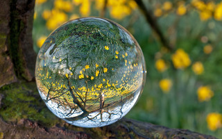 Tree yellow flowers glass ball - a branch free wallpaper for desktop