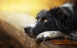 Black white dog wooden bench - a yellow eye free wallpaper