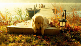 Dog dock water lantern automn - a boat in the background free wallpaper