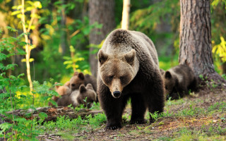 Bear forest wildlife puzzle nature - a bear free wallpaper