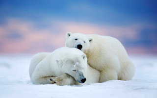 Polar bears hugging rubbing ecological - two polar bear free wallpaper