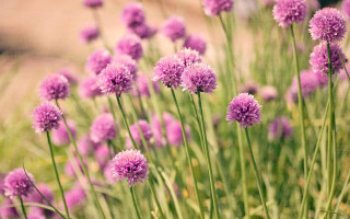 Purple flowers spring blurry background - e. william gollings free wallpaper