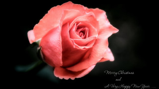 Pink rose macro christmas art - merry free wallpaper for desktop