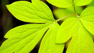 Green leaf water drops closeup 2 - leaf and a blurry background free wallpaper