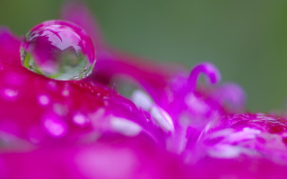 Pink flower water glow macro - a drop of water free wallpaper