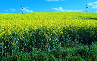 Yellow flowers wind turbines green - green grass free wallpaper