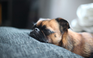 Small dog sleeping couch cute - a small dog free wallpaper