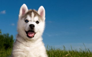 Husky smiling outdoors grass blue - a husky dog free wallpaper
