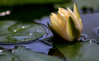 Flower water leaf droplets green - dirck van der lisse free wallpaper