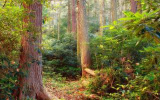 Forest path bench nature vines - a path in the middle of a forest free wallpaper