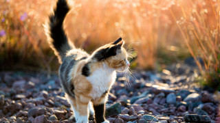 Cat rocky grass sunbeam impressionism - depth of field free wallpaper