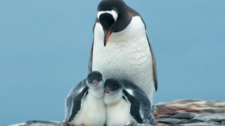 Penguin babies rock ecological art - a penguin free wallpaper