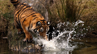 Tiger walking water splashing face - a tiger free wallpaper