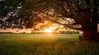 Person sitting under tree field - arthur quartley free wallpaper