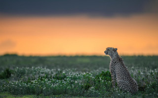 Cheetah sunset grass clouds mountain - a cheetah free wallpaper