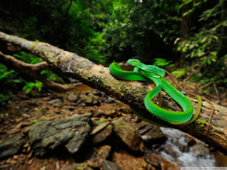 Green lizard branch woods stream - a green lizard free wallpaper