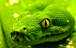 Green snake head leafy yellow - cobra free wallpaper