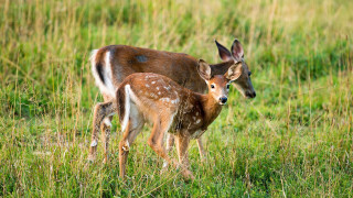 Deer mother young field nature - young free wallpaper for desktop