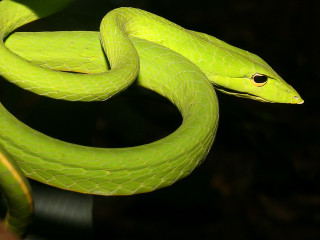 Green snake curled branch tongue - a green snake free wallpaper