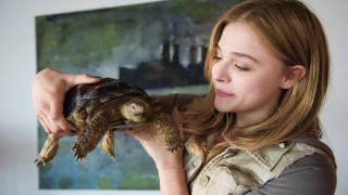 Woman holding turtle smile naturalism - constanceanne parker free wallpaper