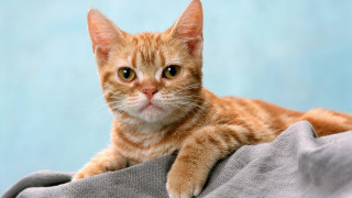 Cat lying on blanket table - blue wall free wallpaper