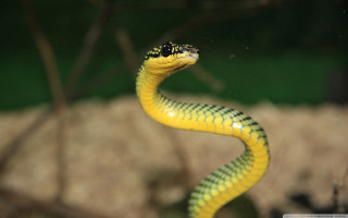 Yellow snake black head tail - a zoo enclosure free wallpaper