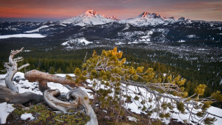 Mountain sunset snow trees bird - a tree stump free wallpaper