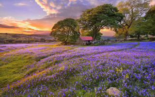 Purple flower field sunset horizon - a house in the background free wallpaper for desktop