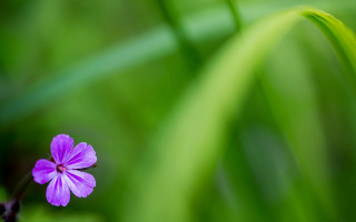 Purple flower grass macro blurry - green grass free wallpaper
