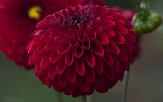 Red flower green stem macro - a red flower free wallpaper