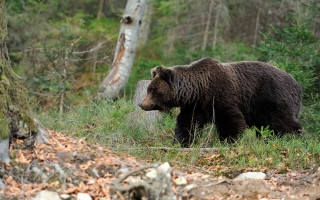 Brown bear forest sunny day - tree in the foreground free wallpaper