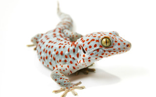 Gecko redspots yelloweye macro animalphotography - a yellow eye free wallpaper