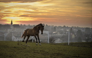 Horse field city sunset clouds - a horse free wallpaper