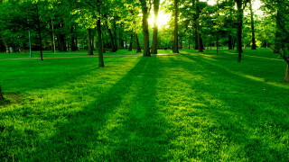 Park trees grass bench nature 3 - the ground and a bench in the middle of the park free wallpaper