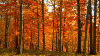 Autumn forest leaves fire fence - ground free wallpaper