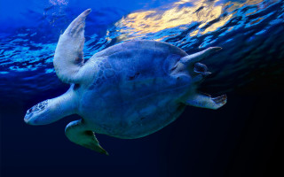 Turtle ocean blue background holography - a turtle swimming in the ocean free wallpaper
