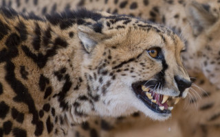 Cheetah open mouth furry art - tooth wide free wallpaper