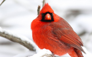 Red bird snow branch naturalism - charles bird king free wallpaper
