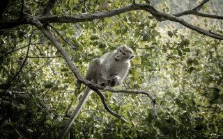 Monkey branch forest nature photography - a tree branch in a forest area free wallpaper
