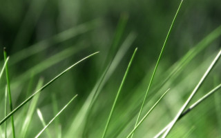 Green grass macro ecological art - a green grass free wallpaper