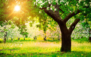 Tree sunshine field bench flower - a bench in the foreground free wallpaper for desktop