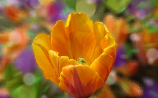 Flower impressionism bokeh orange digital - corneille free wallpaper