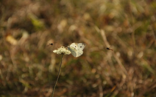 White butterfly flower field macro - a white butterfly free wallpaper