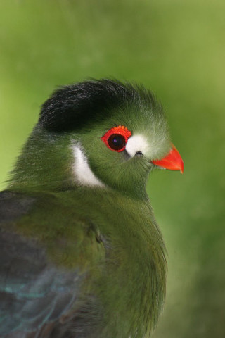 Bird closeup red beak black - free bird wallpaper for mobile