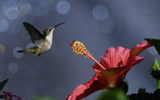 Hummingbird flower bokeh macro sky - a hummingbird free wallpaper