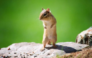 Chippy rodent rock green background - a small rodent free wallpaper