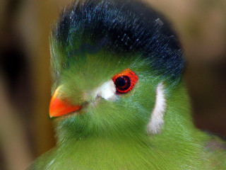 Green bird red eye black - a green bird free wallpaper for desktop