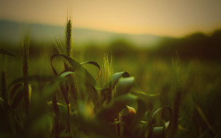 Grass blurry background tilt shift - synthetism free wallpaper